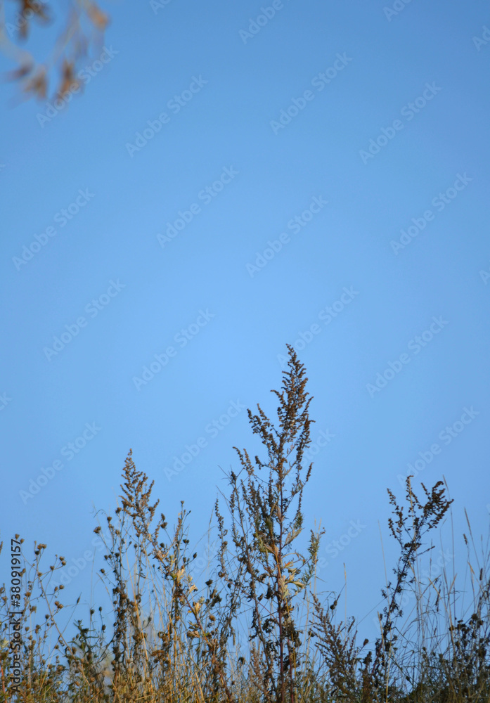 Fototapeta premium Autumn background with dry plants and blue sky . Vertical view 