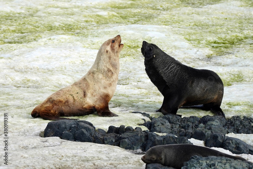 albino and black antarctic fur seal