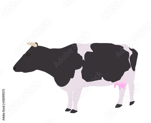 White with black spots horned cow isolated on white background, vector eps 10