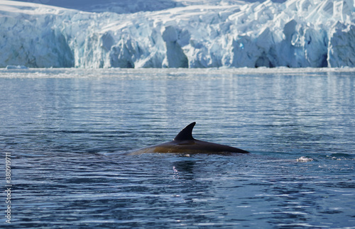 lonely fin whale in Antarctica
