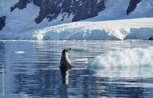 seal looks out from the water