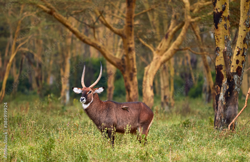 A Waterbuck in the forest of Nakuru A Waterbuck in the forest of Nakuru