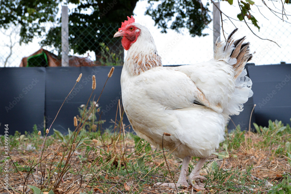 Beautiful white hen, in a hen house or chicken coop Beautiful white hen, in a hen house or chicken coop