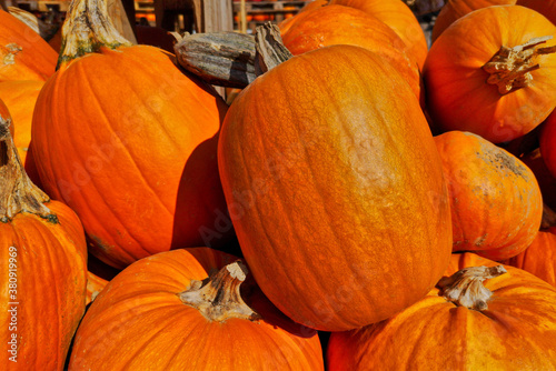 a pile of orange edible ghost rider pumpkins photo