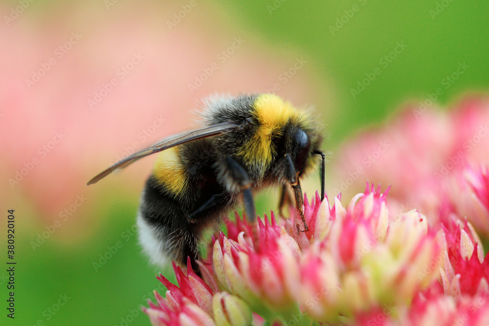 Bright macro shoot of the bumblebee sitting on the colourful flower. High quality photo Bright macro shoot of the bumblebee sitting on the colourful flower. High quality photo