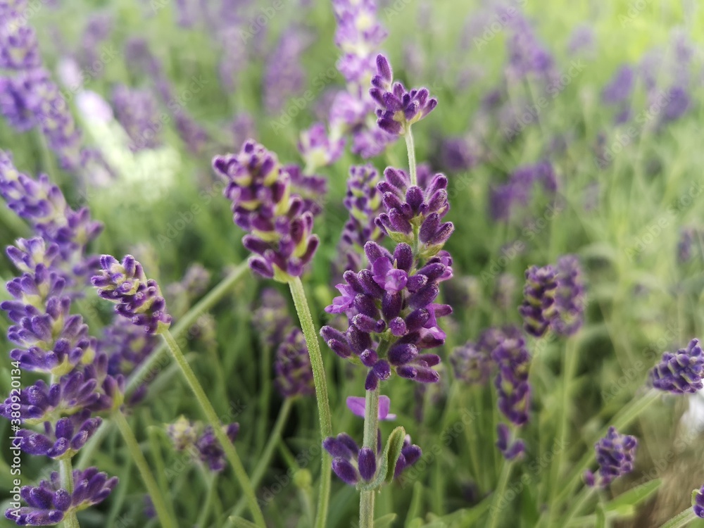 Flor de lavanda. Plantas medicinales. Flor de lavanda. Plantas medicinales.