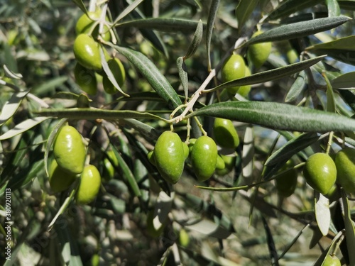 Árbol de olivo con aceitunas verdes