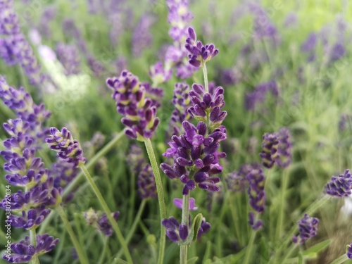 Flor de lavanda. Plantas medicinales.