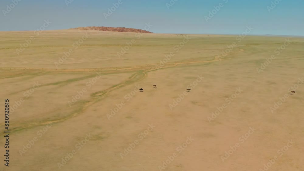 4K aerial view. a flock of ostriches running across the green plains of namibia 4K aerial view. a flock of ostriches running across the green plains of namibia