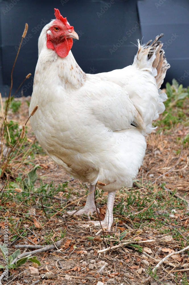 Fototapeta premium Beautiful white hen, in a hen house or chicken coop