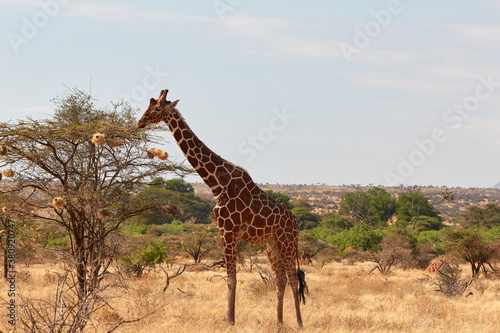The Somalian giraffe lives in North Kenya