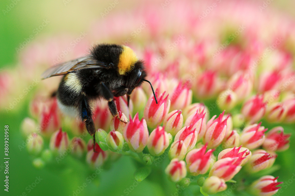 Bright macro shoot of the bumblebee sitting on the colourful flower. High quality photo Bright macro shoot of the bumblebee sitting on the colourful flower. High quality photo