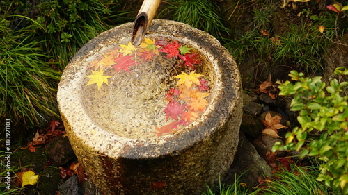 紅葉と水