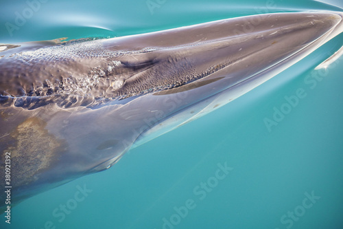 fin whale under the water surface in antarctica 