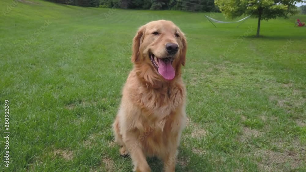 Golden Retriever Dog Sitting in Backyard, Looking Happy. Golden Retriever Dog Sitting in Backyard, Looking Happy.