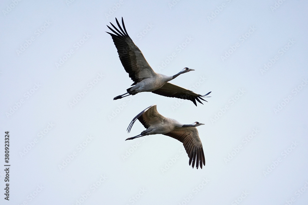 two cranes at the sky