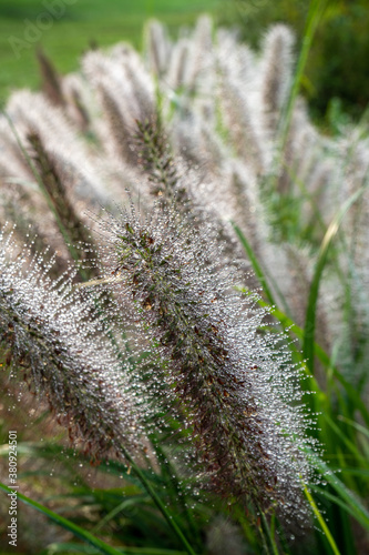 Tall grasses with intricate seed patterns covered in morning dew