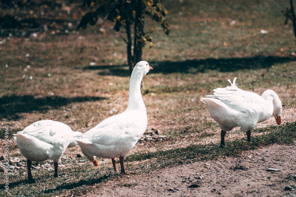 Beautiful white geese with an orange beak nibble the grass. A small herd of white country geese graze in a green meadow. Village life and its feathered inhabitants. Beautiful white geese with an orange beak nibble the grass. A small herd of white country geese graze in a green meadow. Village life and its feathered inhabitants.