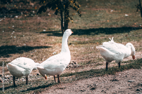 Beautiful white geese with an orange beak nibble the grass. A small herd of white country geese graze in a green meadow. Village life and its feathered inhabitants.