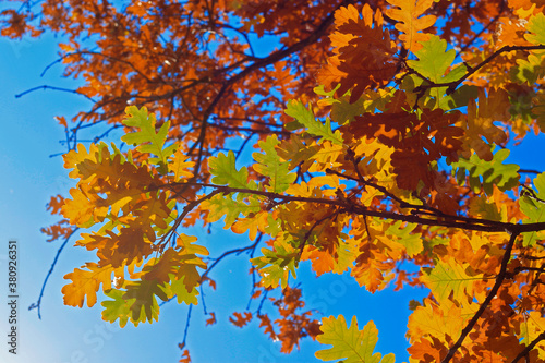 Yellow oak leaves against blue sky in the autumn forest