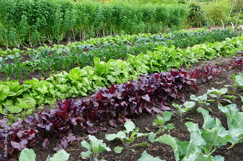 Row of organic vegetable garden under the sun