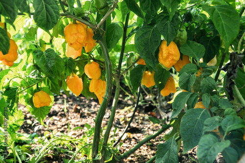 A beautiful Carolina reaper Yellow chili plant.