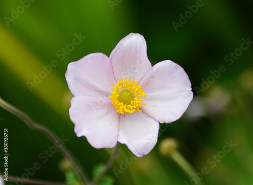 Close up of a Chinese Anemone  Robustissima  flower