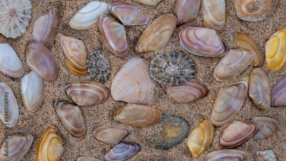 A collections of Seashells on a sandy beach
