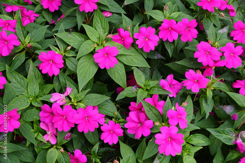 Purple New Guinea Impatiens flowers