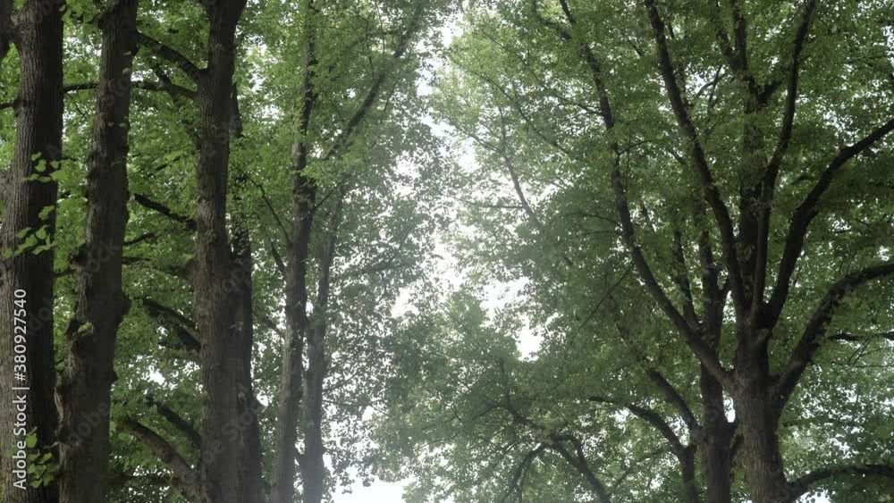 Backwards dolly in slow motion of tall trees on an avenue in Denmark Backwards dolly in slow motion of tall trees on an avenue in Denmark
