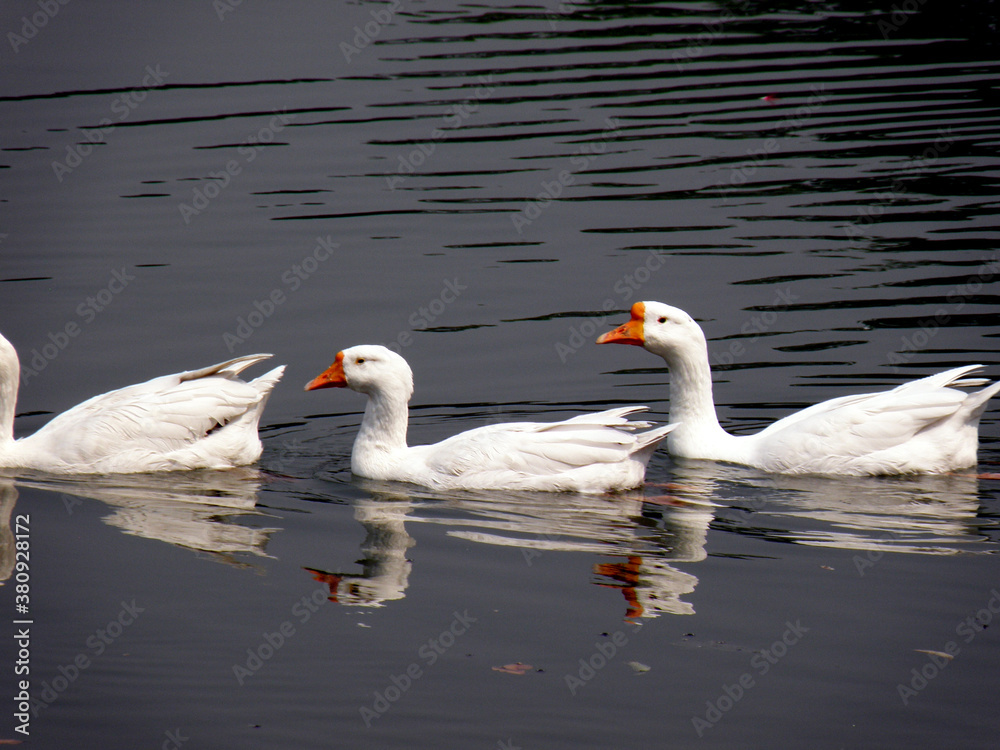 White swans on the lake at Victoria Memorial Kolkata.