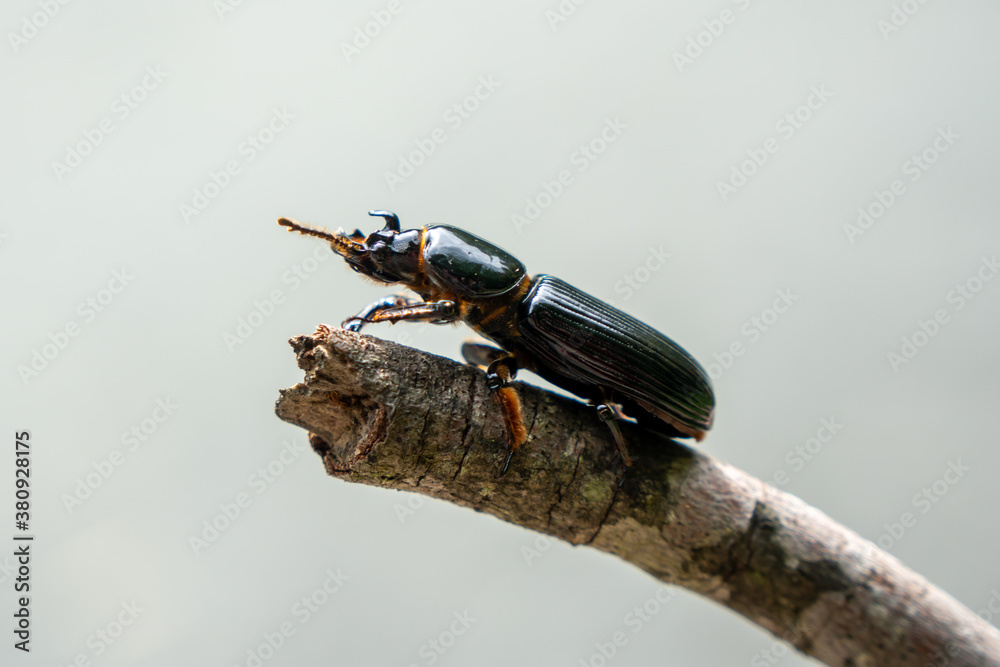 Horned passalus beetle climbing on the edge of a stick Horned passalus beetle climbing on the edge of a stick