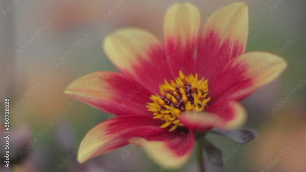 SLOMO video of a flower with bees and bumblebees in the background SLOMO video of a flower with bees and bumblebees in the background