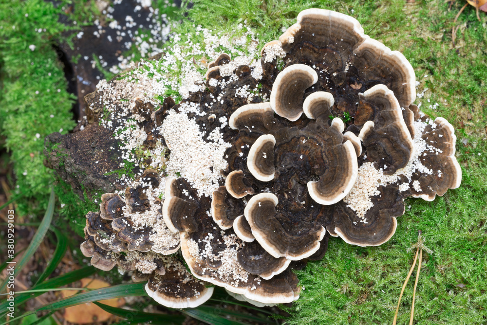 Trametes versicolor, turkey tail mushroom on tree stump Trametes versicolor, turkey tail mushroom on tree stump