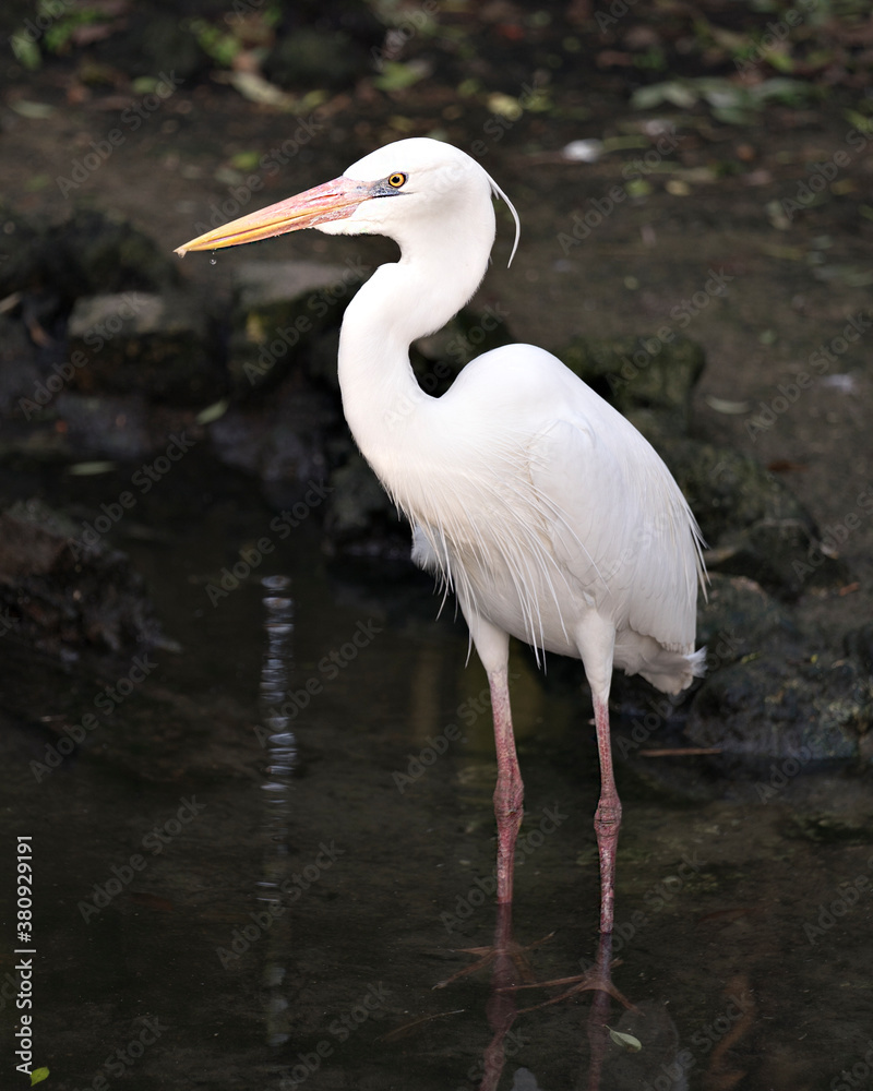 White Heron photo stock. White Heron standing in the water, displaying beautiful white feathers, beak, eye, legs with a blur background in its environment and habitat. Image. Portrait. Picture. White Heron photo stock. White Heron standing in the water, displaying beautiful white feathers, beak, eye, legs with a blur background in its environment and habitat. Image. Portrait. Picture.