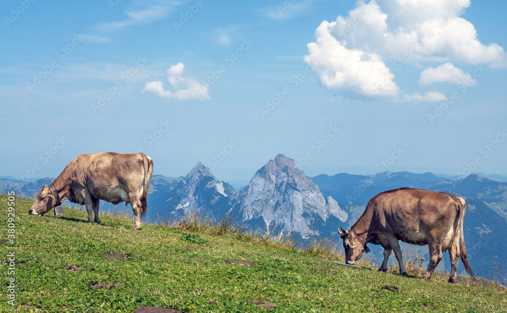 Swiss cows in an alpine meadow near Stoos, high above Lake Lucerne