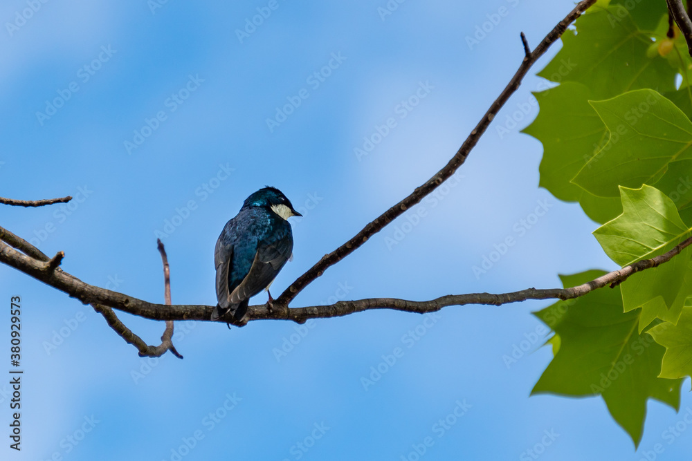 Tree swallow on a branch with blue sky and green leaves