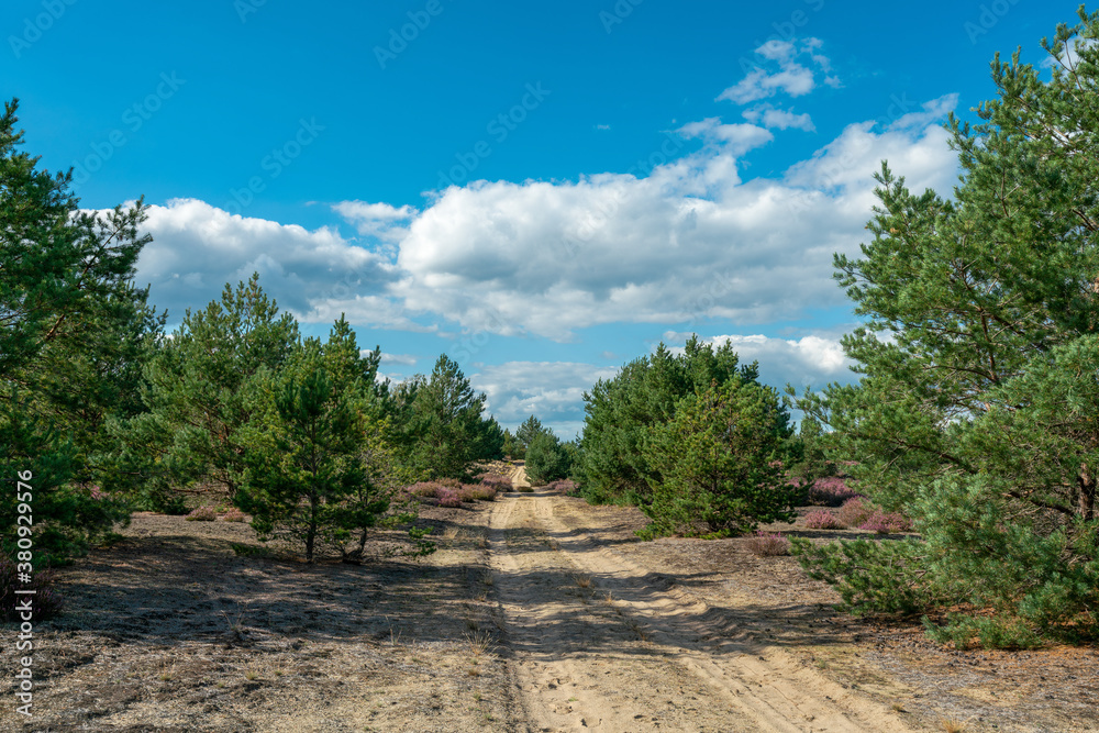 Path leading across former military training area Jueterbog in late summer with blooming heather plants