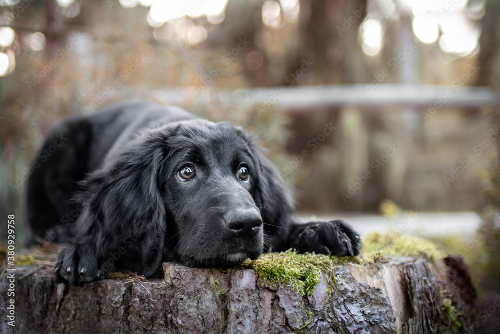 hovawart puppy in forest