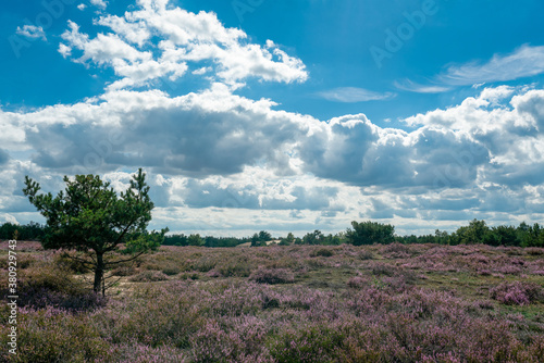 Blooming purple heather landscape in Germany at former military training area Jueterbog photo