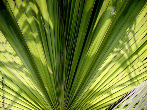 Palm leaves  photograph taken near Victoria Memorial Kolkata