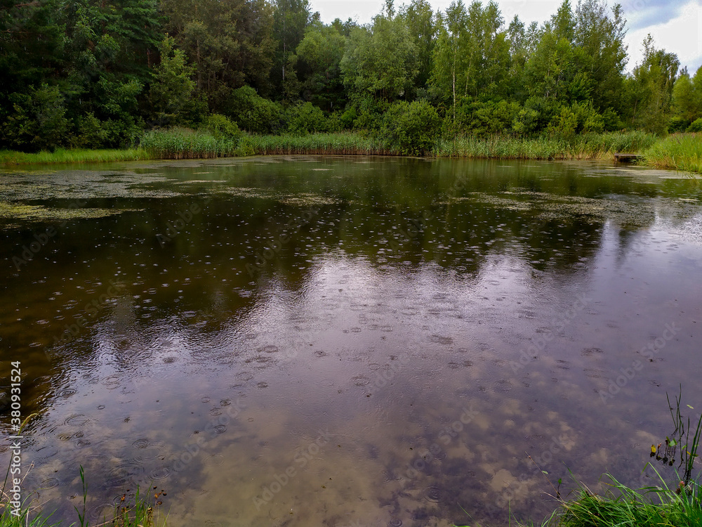 Forest lake in the rain. Drops and circles on the water. Postcard. Background.