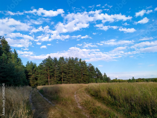 Fork of two roads. The road from the field to the pine forest. And the road to the field. Blue sky with white clouds. Beautiful postcard. Background.