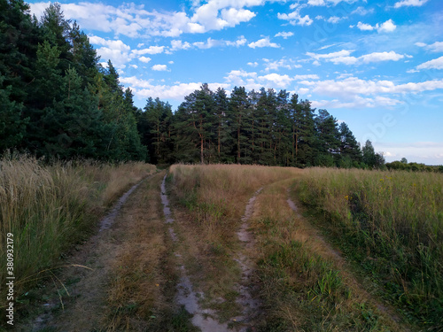 Fork of two roads. The road from the field to the pine forest. And the road to the field. Blue sky with white clouds. Beautiful postcard. Background.