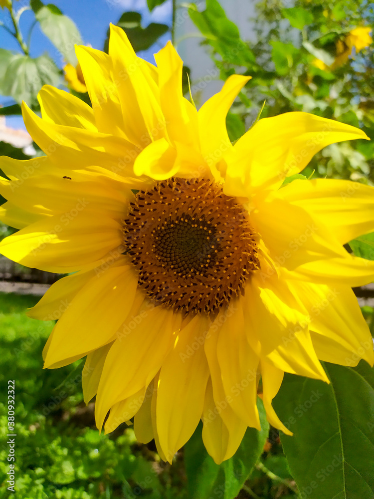 Obraz premium Sunflower flower close-up. Autumn. The flower is yellow.