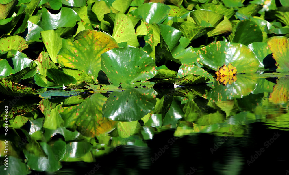 Seerosen Insel Borkum