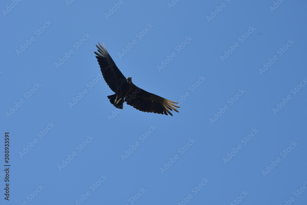 Fototapeta premium Aves Paraguay