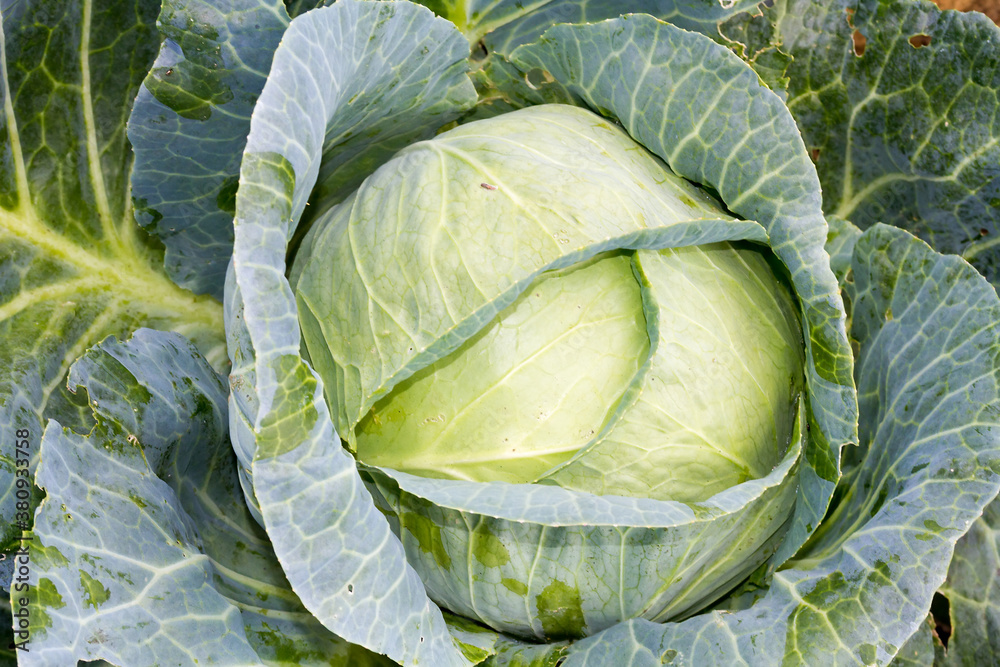 Fototapeta premium Fresh cabbage.