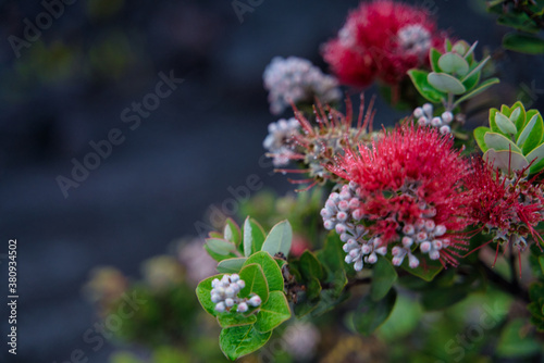 ハワイ島の花レフア