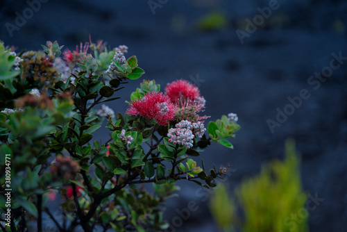 ハワイ島の花レフア